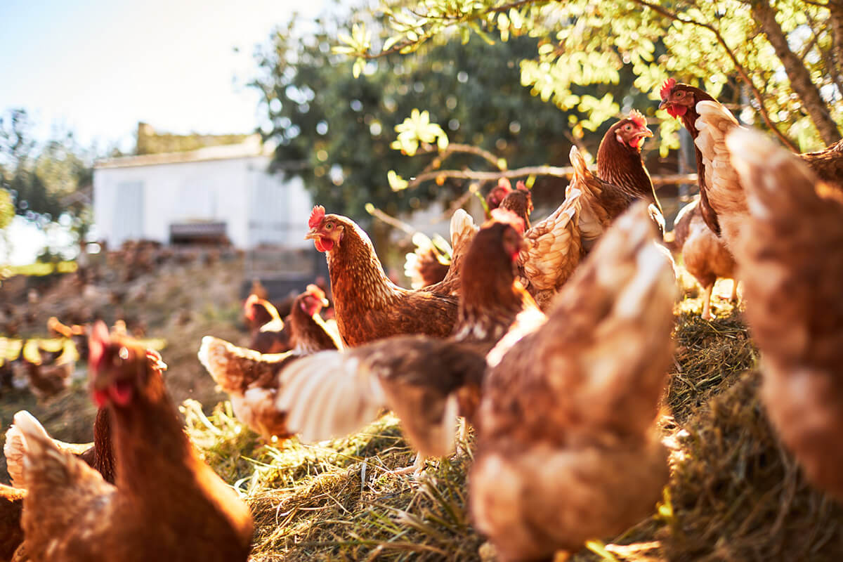 Granja de huevos ecológica