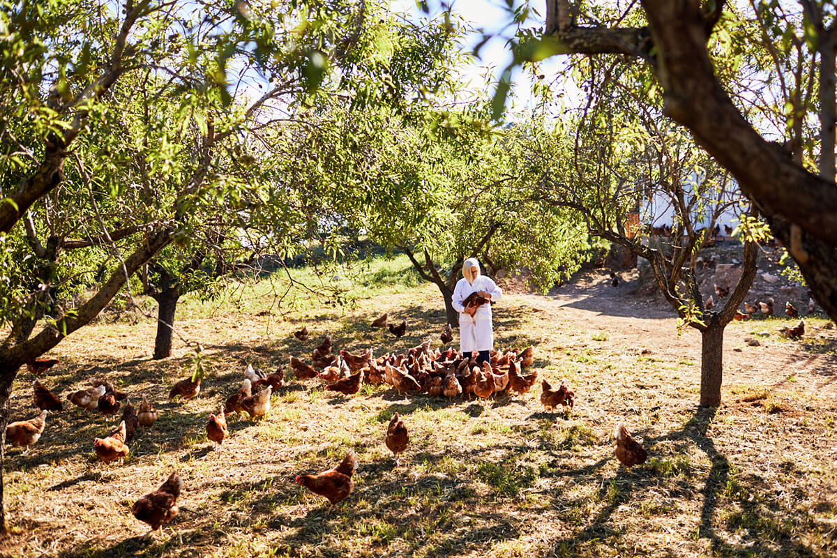 Granja de huevos ecológica