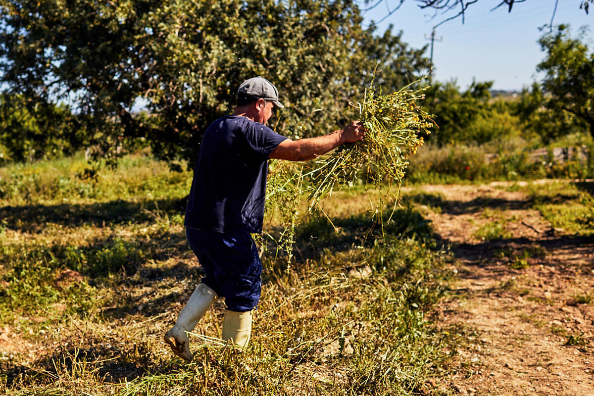 Granja de huevos ecológica