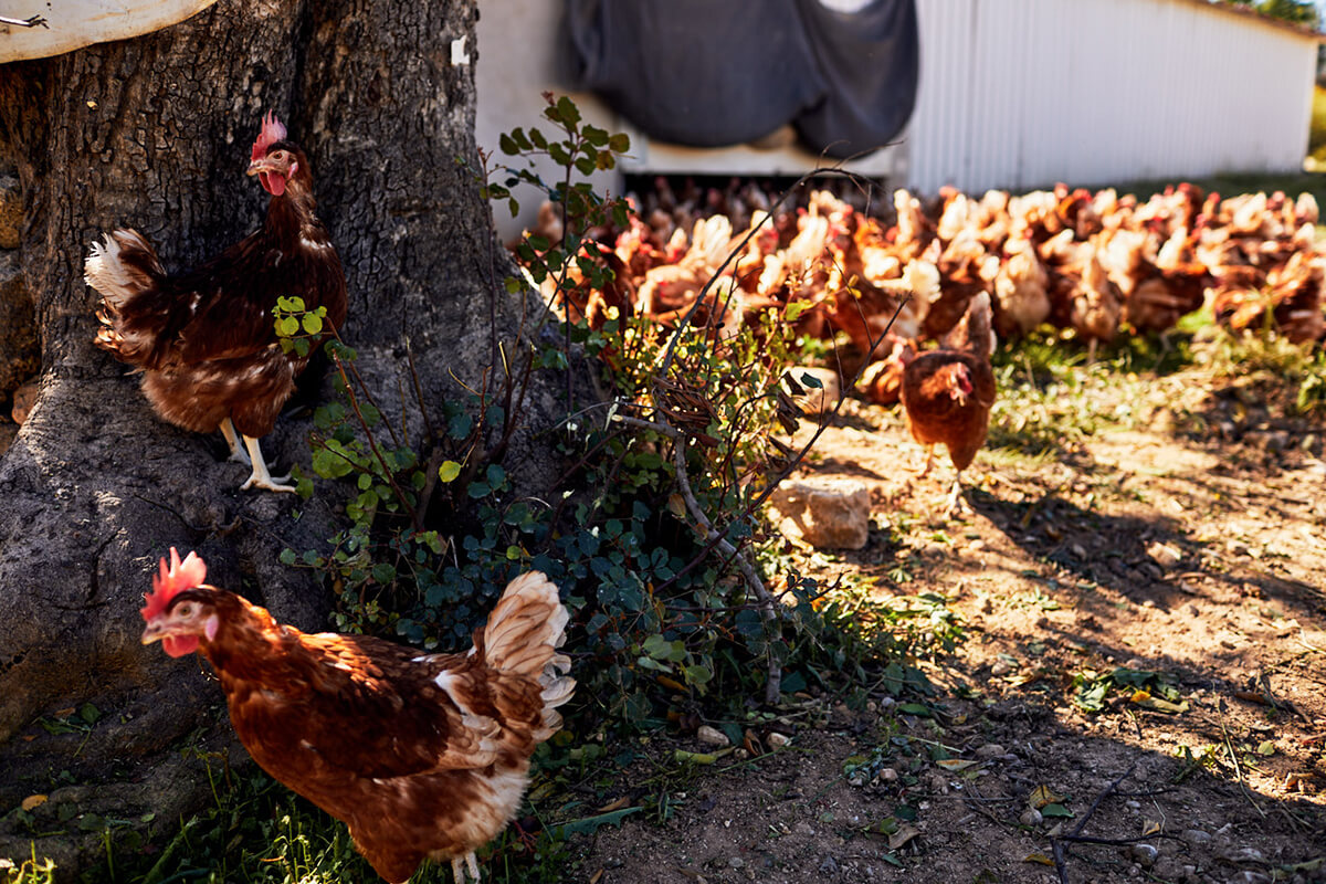 Granja de huevos ecológica