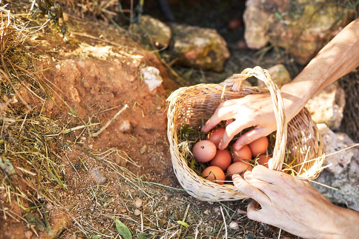 Las Mestras Huevos ecológicos