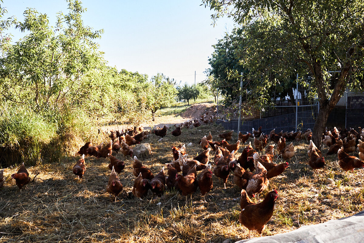 Granja ecológica Las Mestras