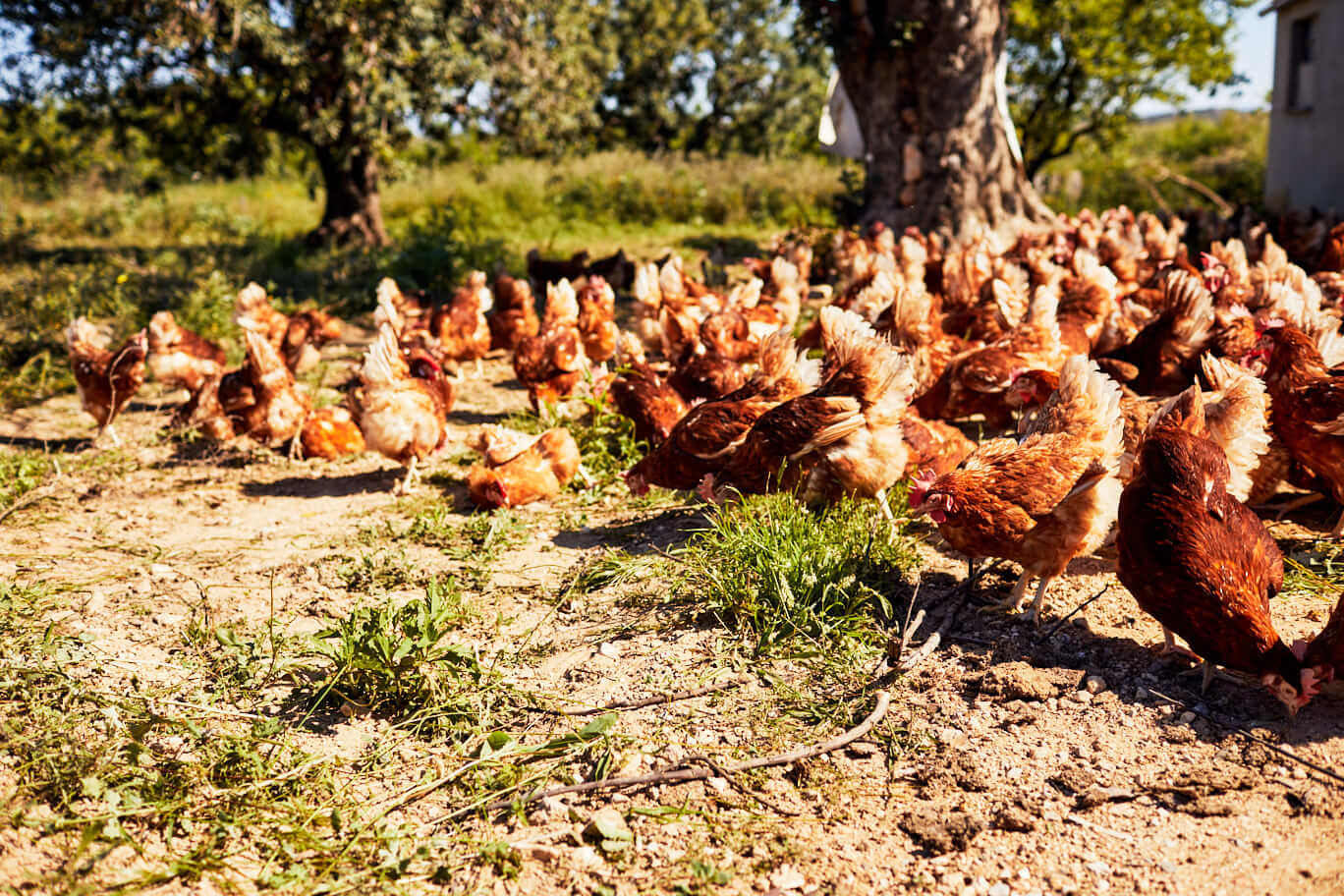 Granja ecológica Las Mestras